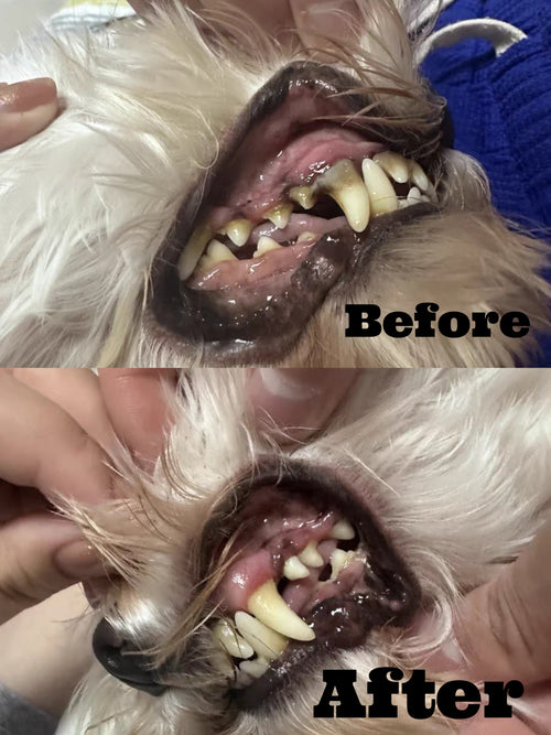 Anesthesia Pet Dental kit