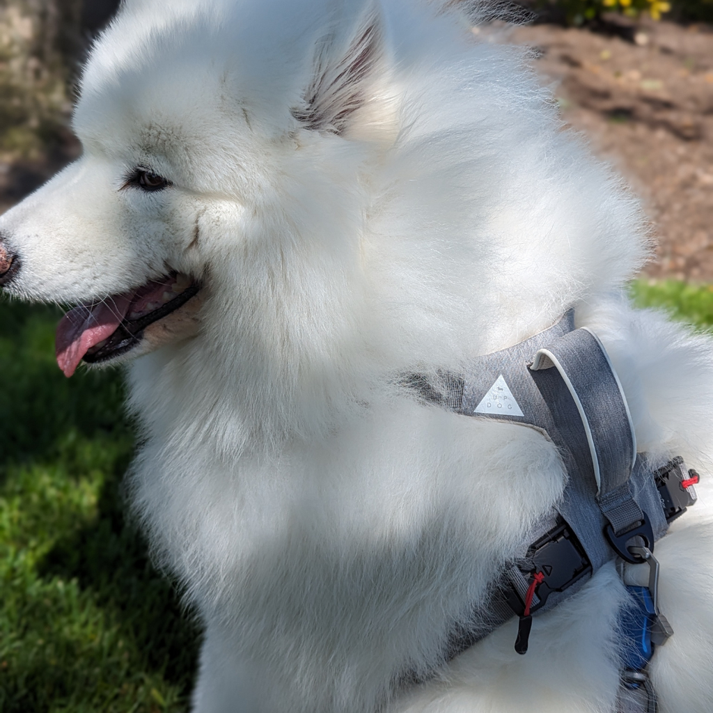 Magnetic Dog Harness with Handle