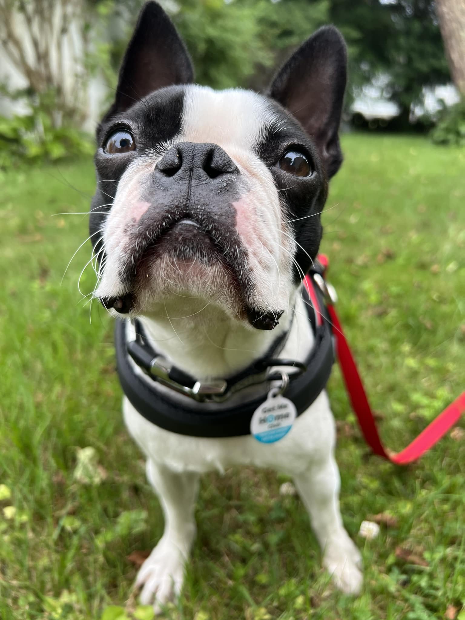 Pet ID Tag – Original Get Me Home Club