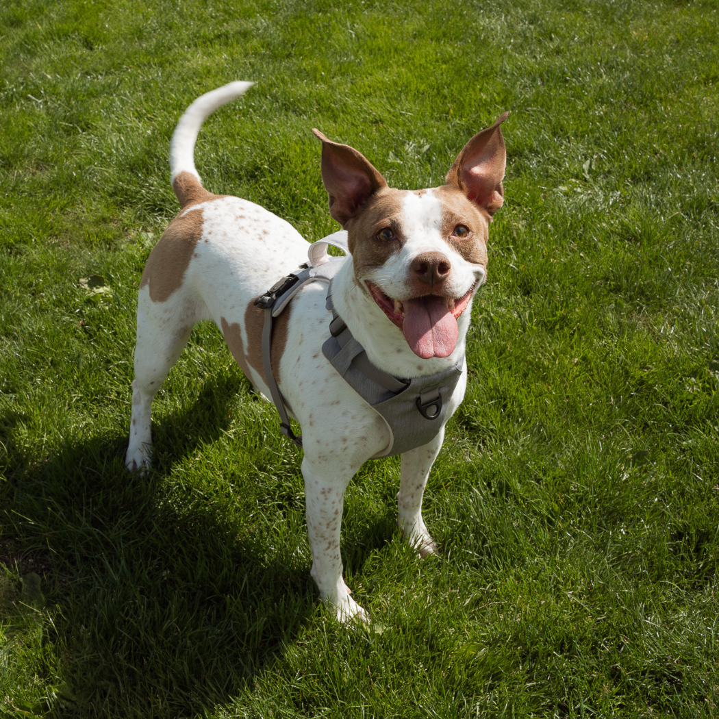 Magnetic Dog Harness with Handle