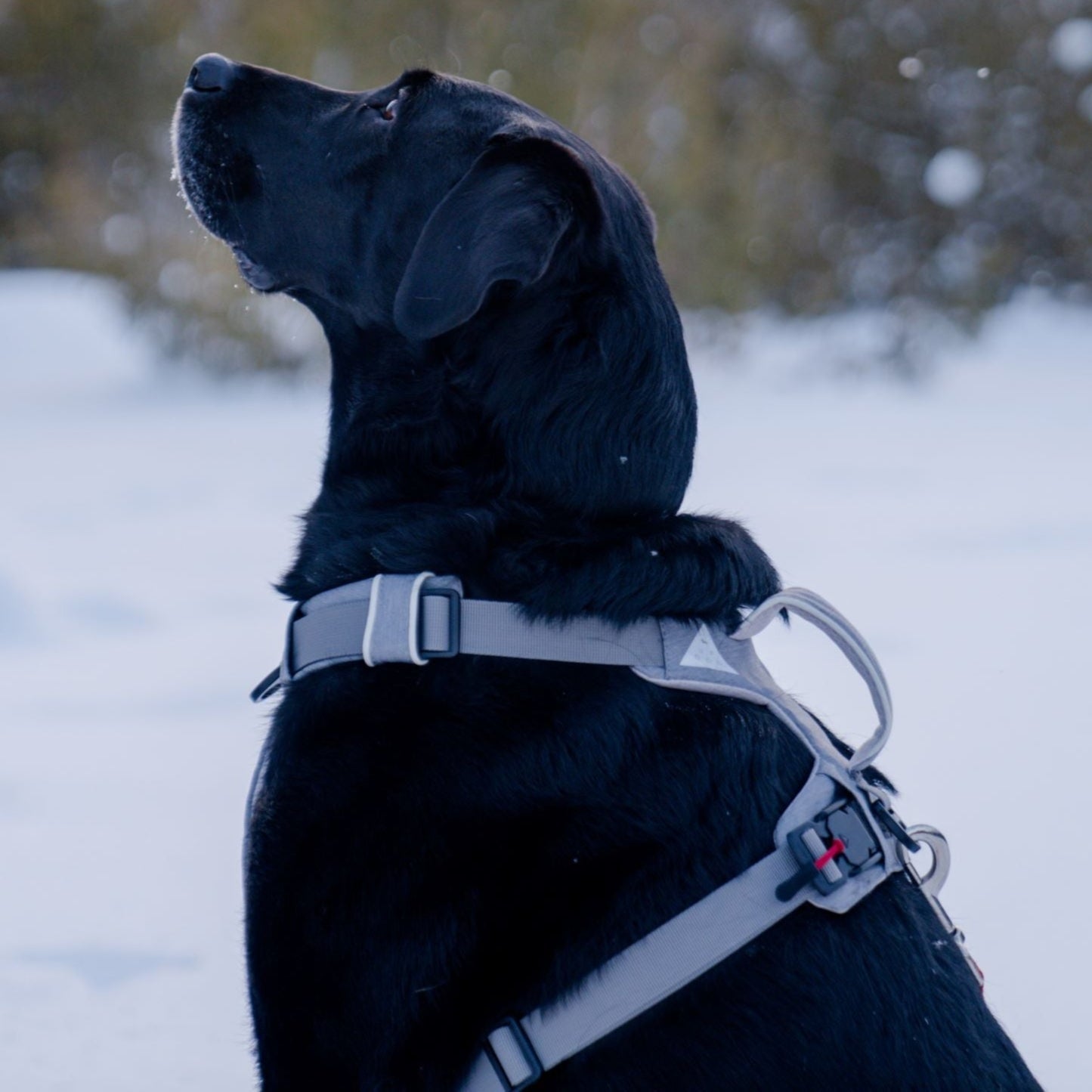 Magnetic Dog Harness with Handle