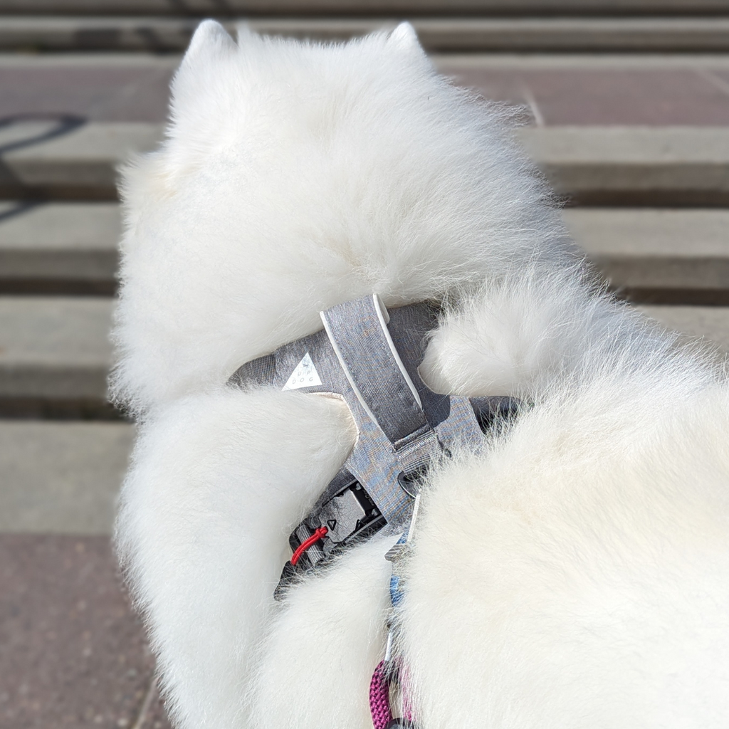 Magnetic Dog Harness with Handle