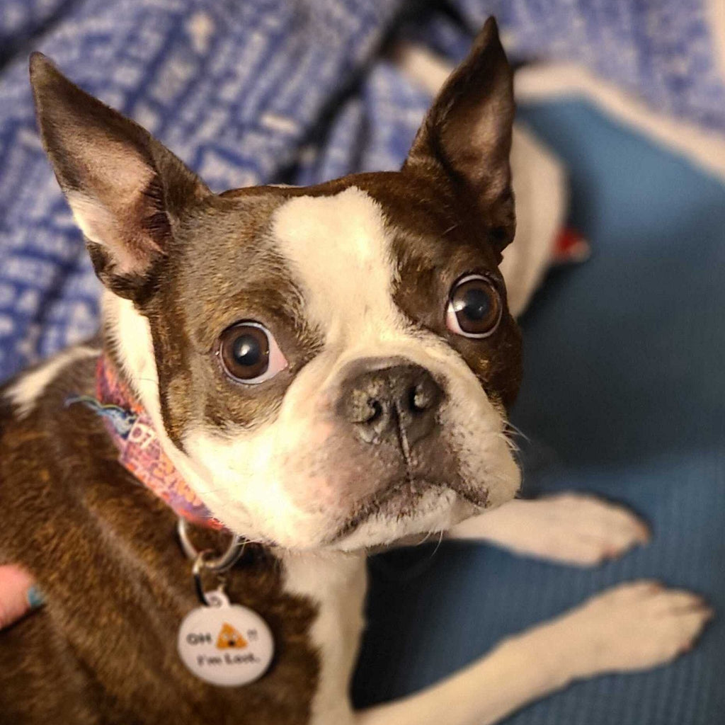 Pet ID Tag – Oh Crap I’m Lost
