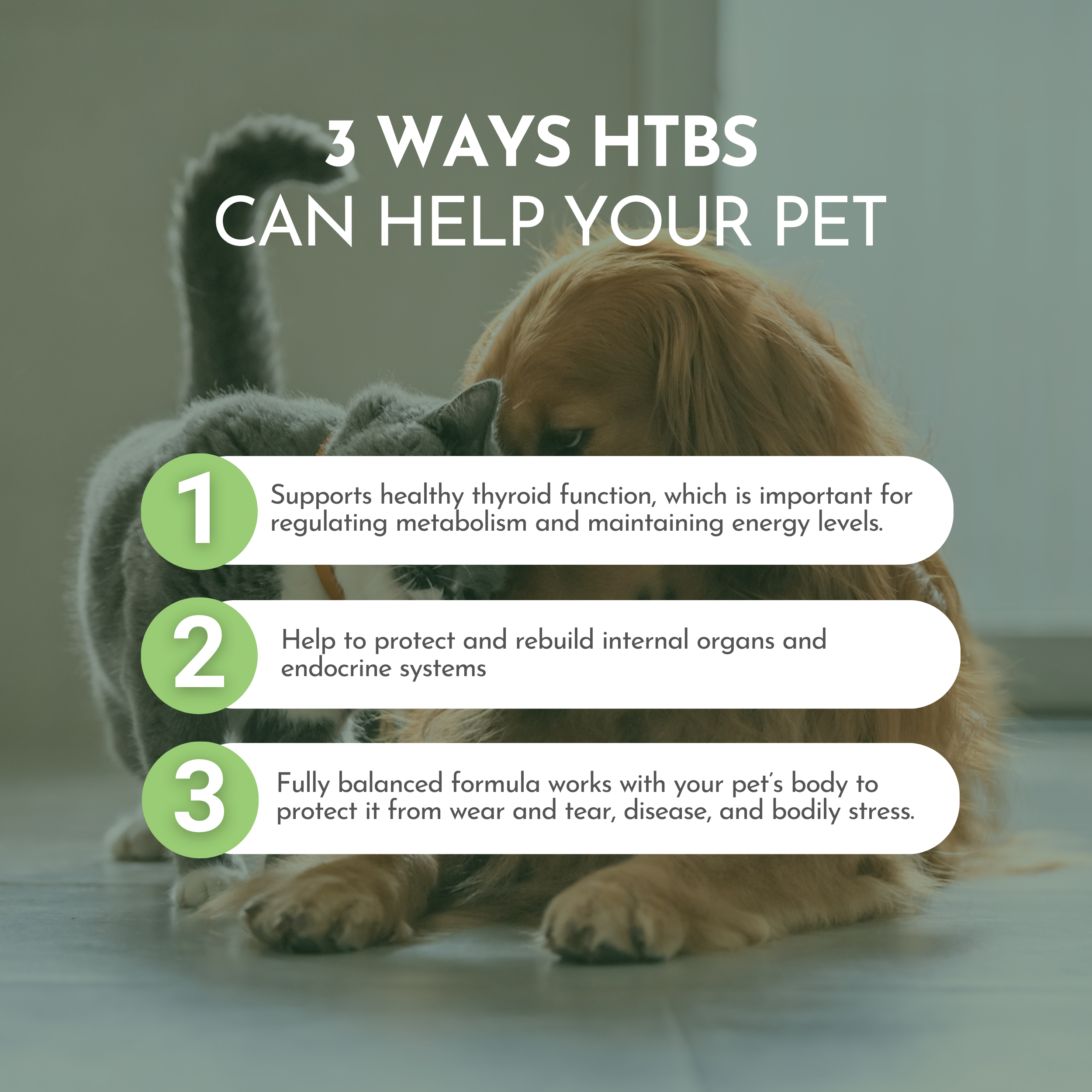 Holistic Total Body Support — Daily Multivitamin