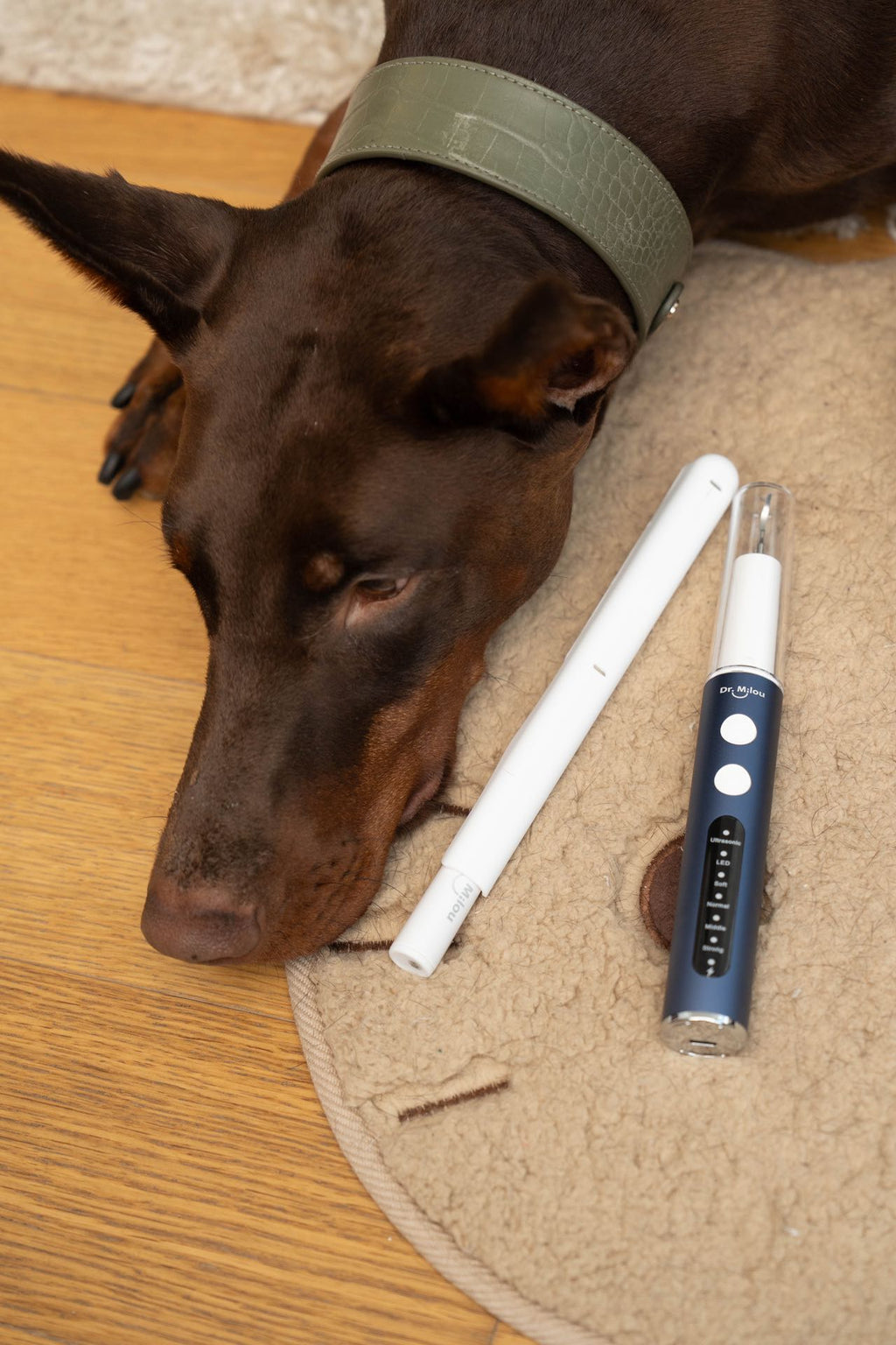 Anesthesia Pet Dental kit