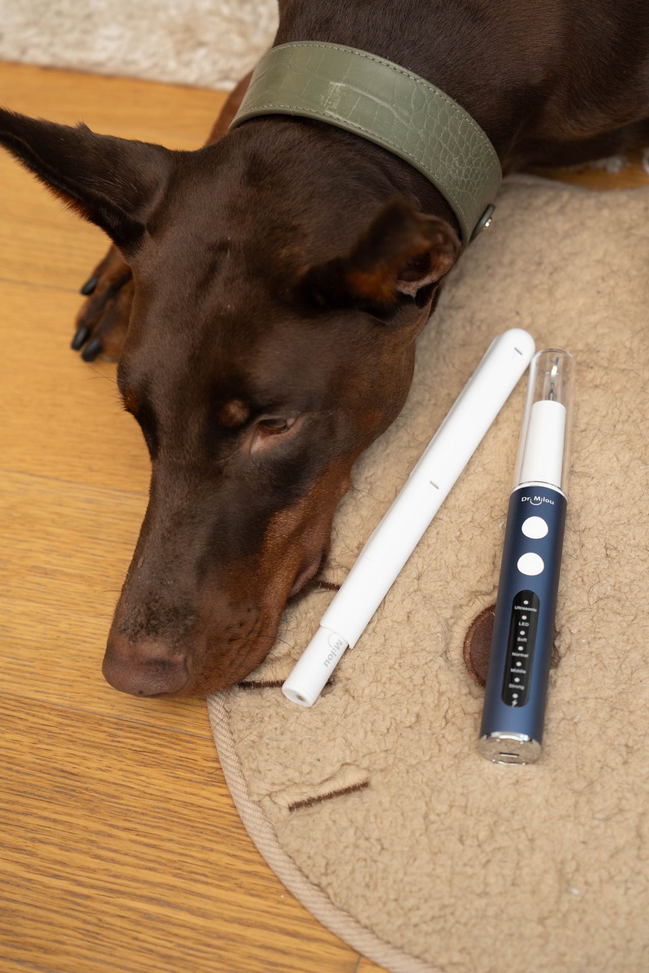 Anesthesia Pet Dental kit