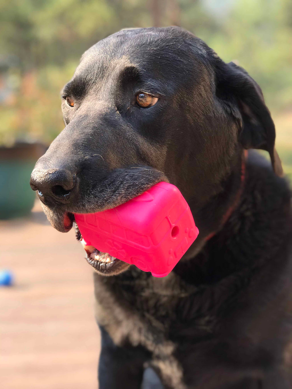 Surf's Up!  Dog Toy Chew for Large Dogs