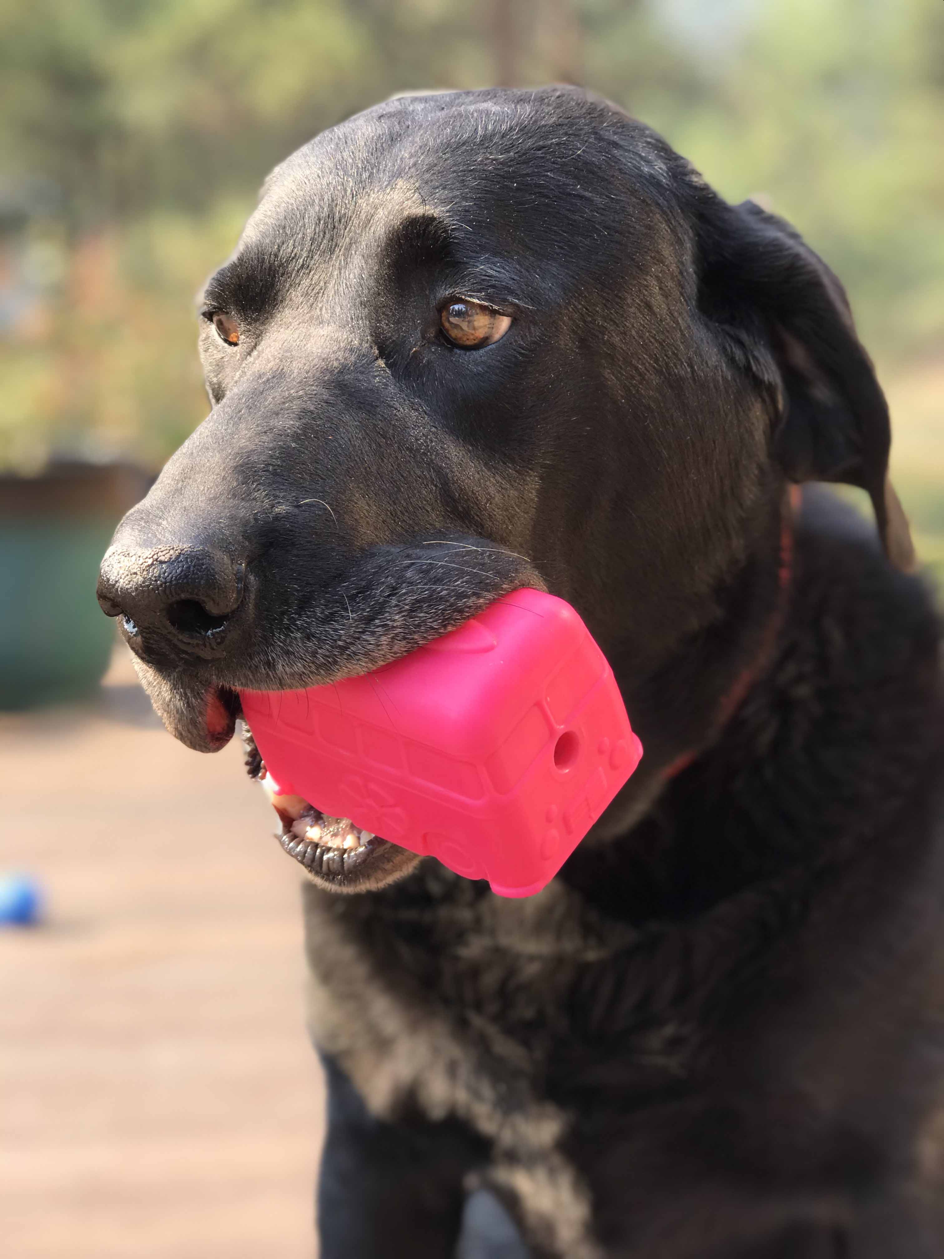 Surf's Up!  Dog Toy Chew for Large Dogs