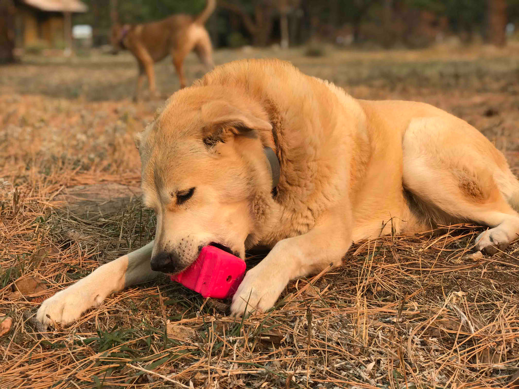 Surf's Up!  Dog Toy Chew for Large Dogs