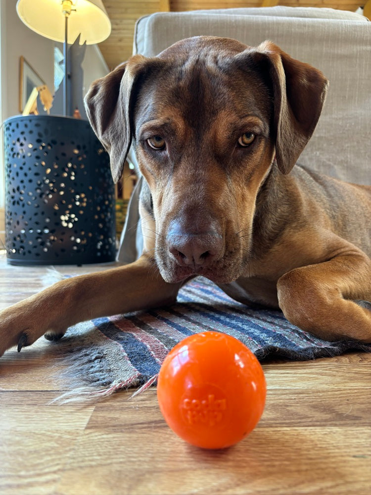 Squeak Ball - Durable Squeaky Dog Toy Floats