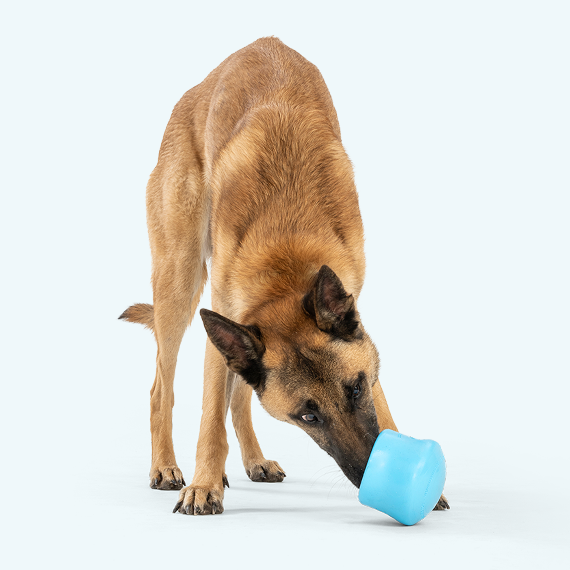 Puzzle toy that doubles as a slow feeder