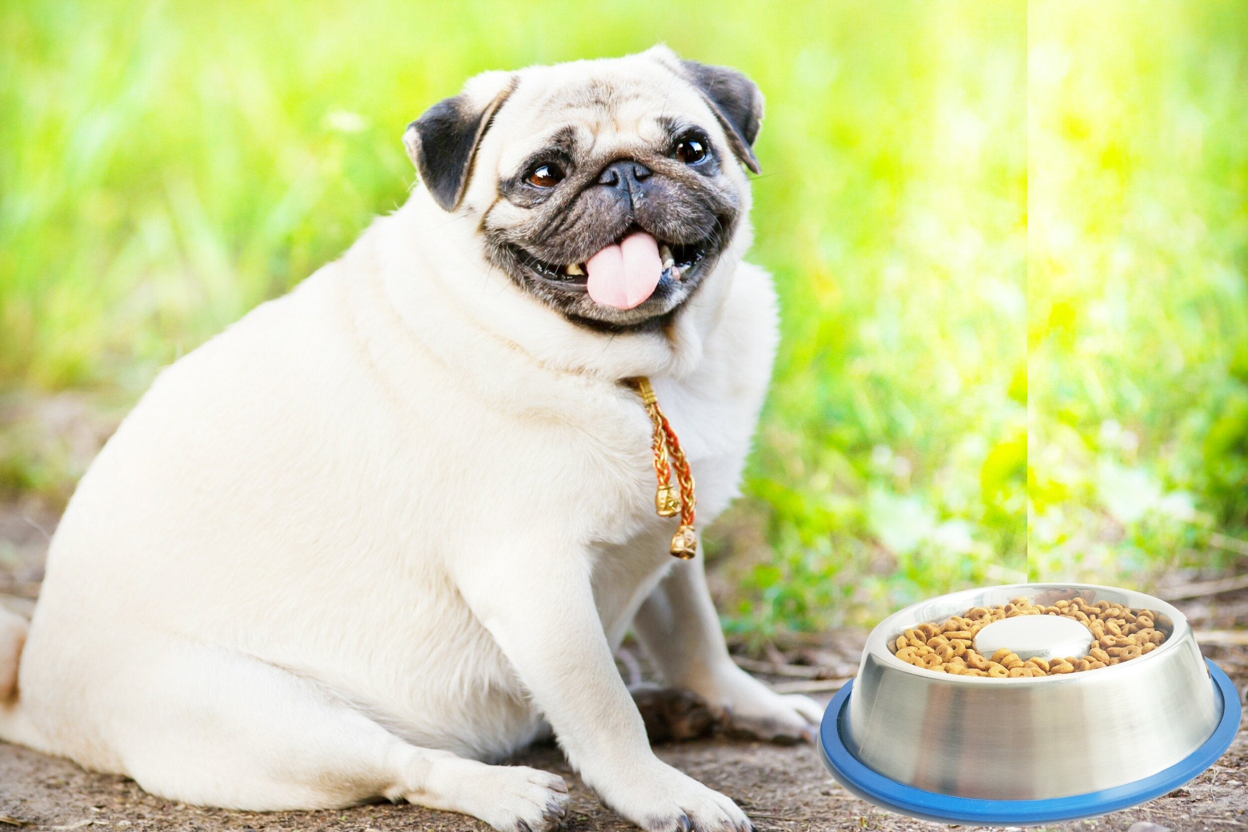 Mr. Peanut's Slow Feed Anti Bloat Dog Bowl