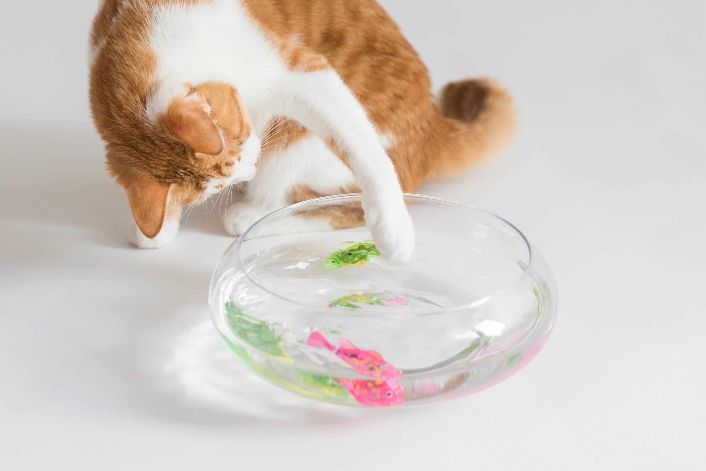 Cat Interactive Electric Fish Toy