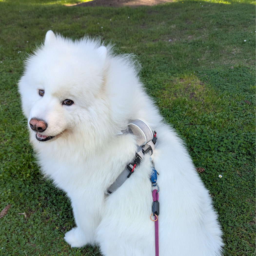 Magnetic Dog Harness with Handle