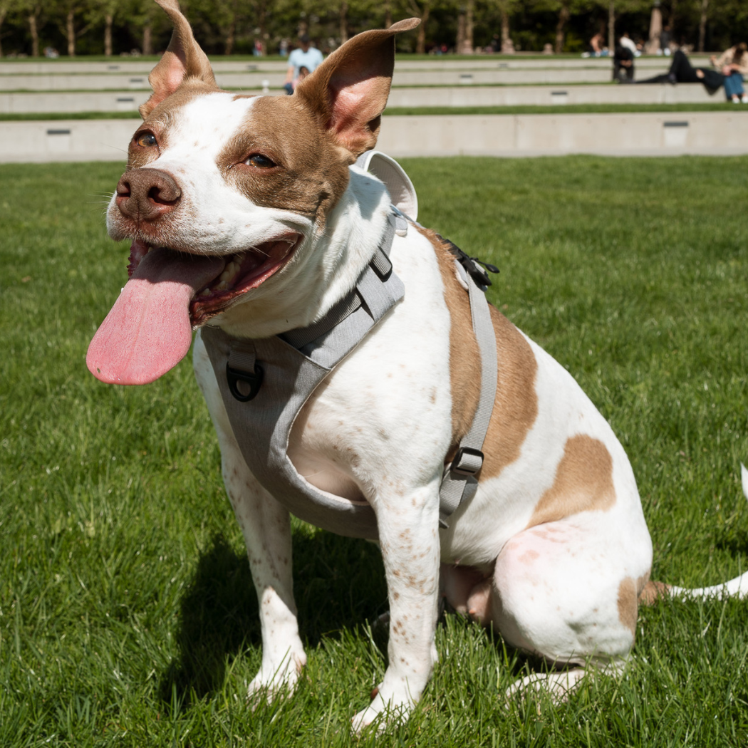 Magnetic Dog Harness with Handle
