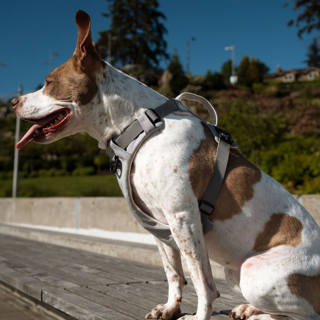 Magnetic Dog Harness with Handle
