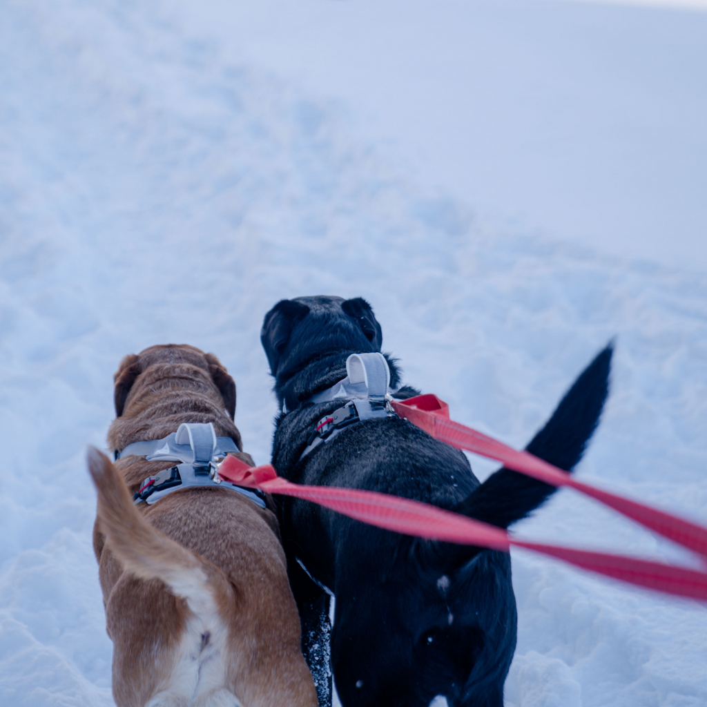 Magnetic Dog Harness with Handle