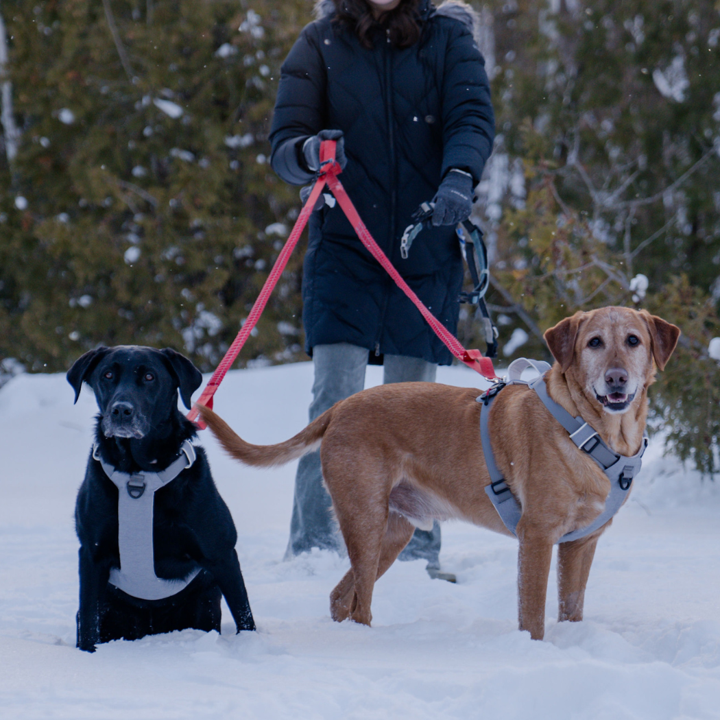 Magnetic Dog Harness with Handle