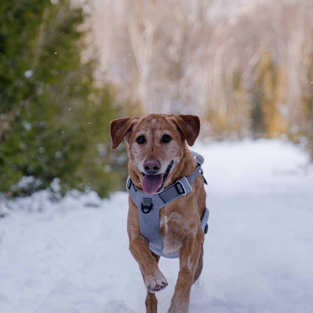 Magnetic Dog Harness with Handle